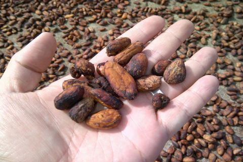 Daily Cocoa Market Report 7.3.2022