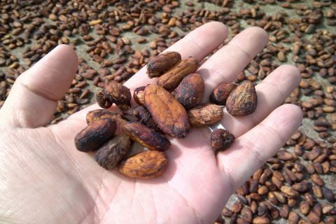 Daily Cocoa Market Report 04.04.2022